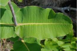 Image of clasping milkweed