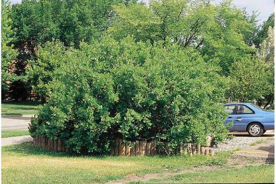 Image de Rhus aromatica Ait.