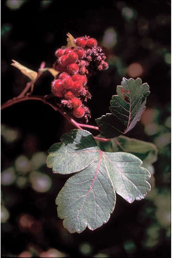 Rhus aromatica Ait. resmi