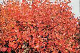 Image of fragrant sumac