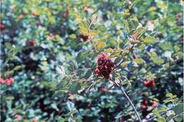 Rhus aromatica Ait. resmi