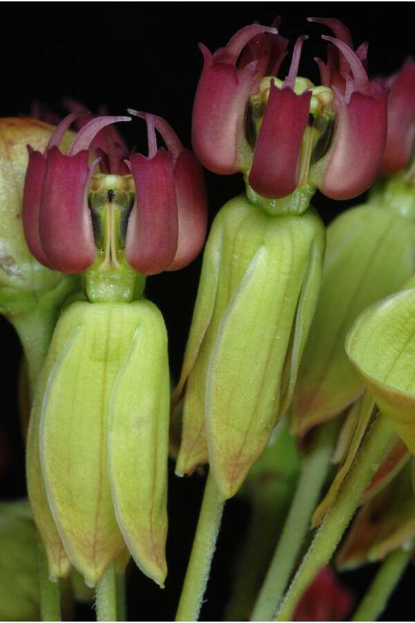 Imagem de Asclepias amplexicaulis Sm.