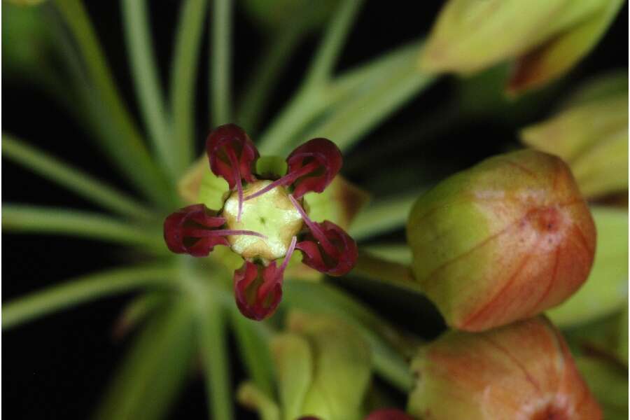 Imagem de Asclepias amplexicaulis Sm.