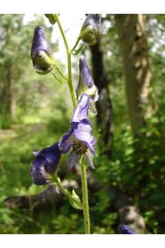 Image of Columbian monkshood