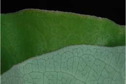 Image of clasping milkweed