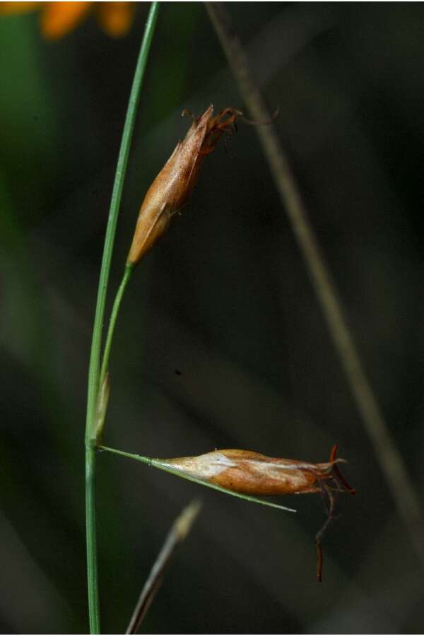 Image de Rhynchospora galeana Naczi, W. M. Knapp & G. Moor