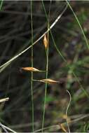 Image de Rhynchospora galeana Naczi, W. M. Knapp & G. Moor