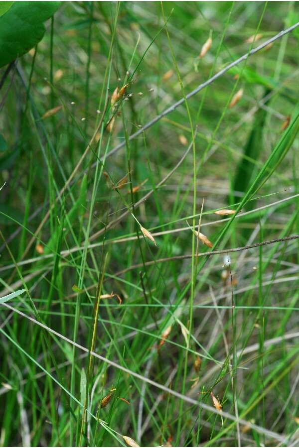 Image de Rhynchospora galeana Naczi, W. M. Knapp & G. Moor