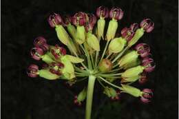 Imagem de Asclepias amplexicaulis Sm.