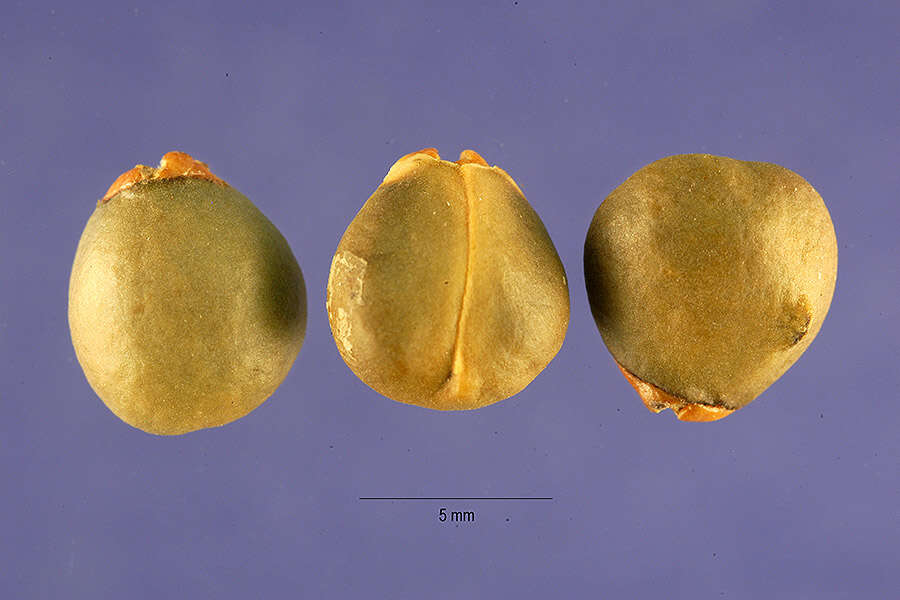 Image of California buckthorn