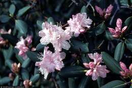 صورة Rhododendron carolinianum Rehder