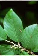 Image of Carolina False Buckthorn