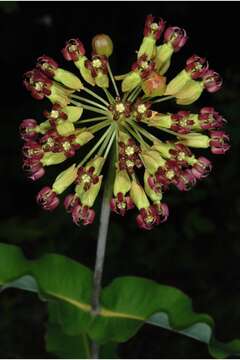 Imagem de Asclepias amplexicaulis Sm.