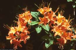 صورة Rhododendron calendulaceum (Michx.) Torr.