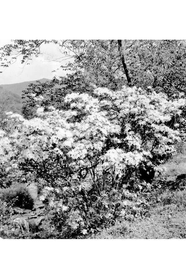 صورة Rhododendron calendulaceum (Michx.) Torr.