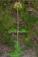 Image of clasping milkweed