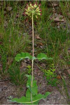 Image of clasping milkweed