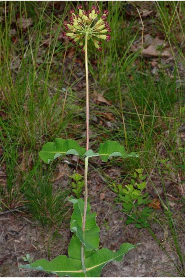 Image of clasping milkweed