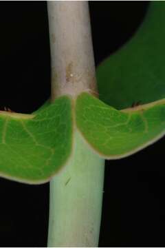 Image of clasping milkweed