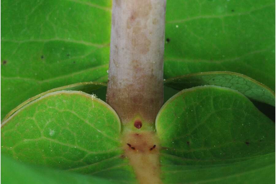 Image of clasping milkweed