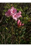 Image of Chapman's Rhododendron