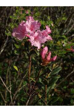 Imagem de Rhododendron minus var. chapmanii (Alph. Wood) Gandhi & Zarucchi