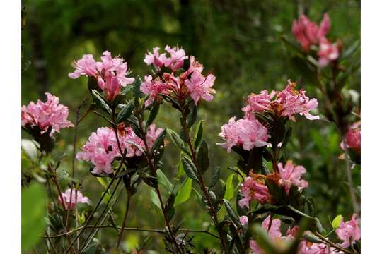 Image of Chapman's Rhododendron