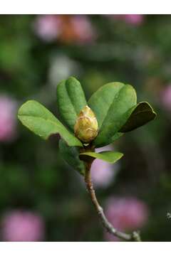 Plancia ëd Rhododendron minus var. chapmanii (Alph. Wood) Gandhi & Zarucchi