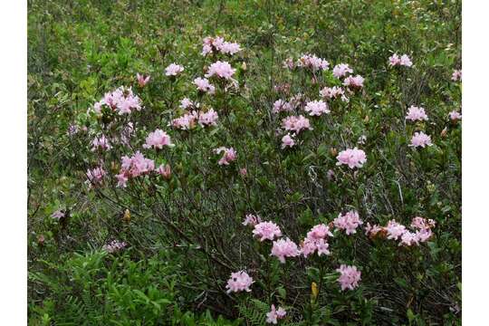 Imagem de Rhododendron minus var. chapmanii (Alph. Wood) Gandhi & Zarucchi