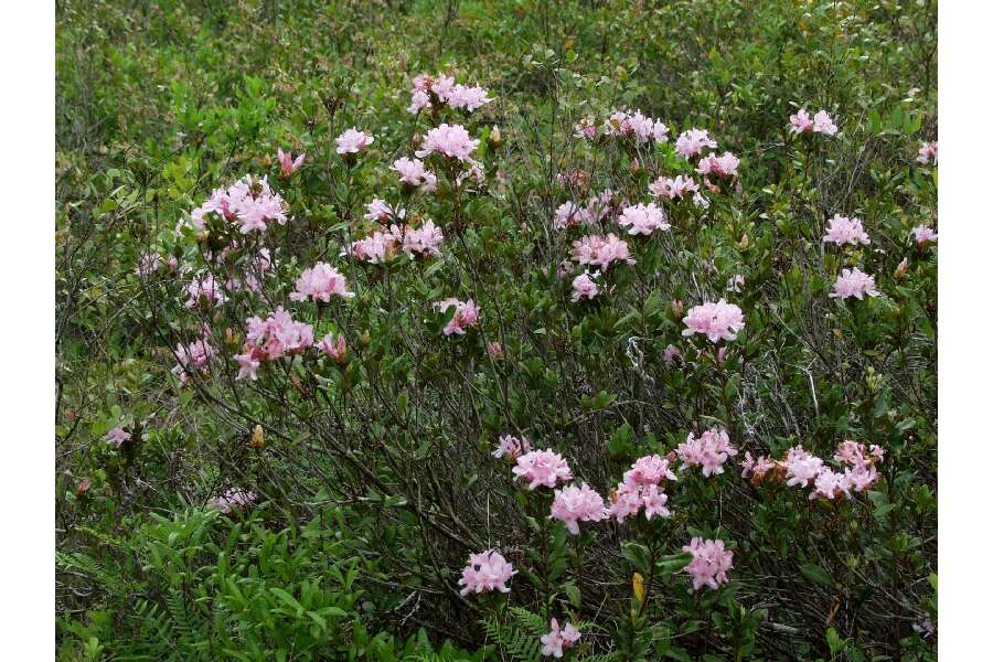 Image of Chapman's Rhododendron