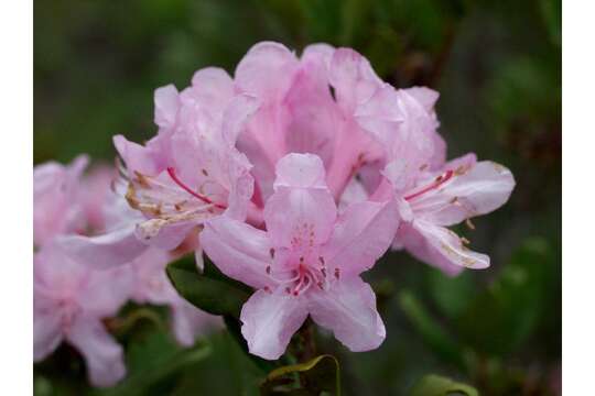 صورة Rhododendron minus var. chapmanii (Alph. Wood) Gandhi & Zarucchi