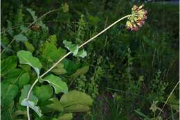 Image of clasping milkweed