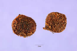 Image of Sicilian sumac