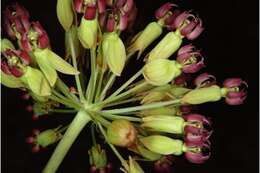 Imagem de Asclepias amplexicaulis Sm.