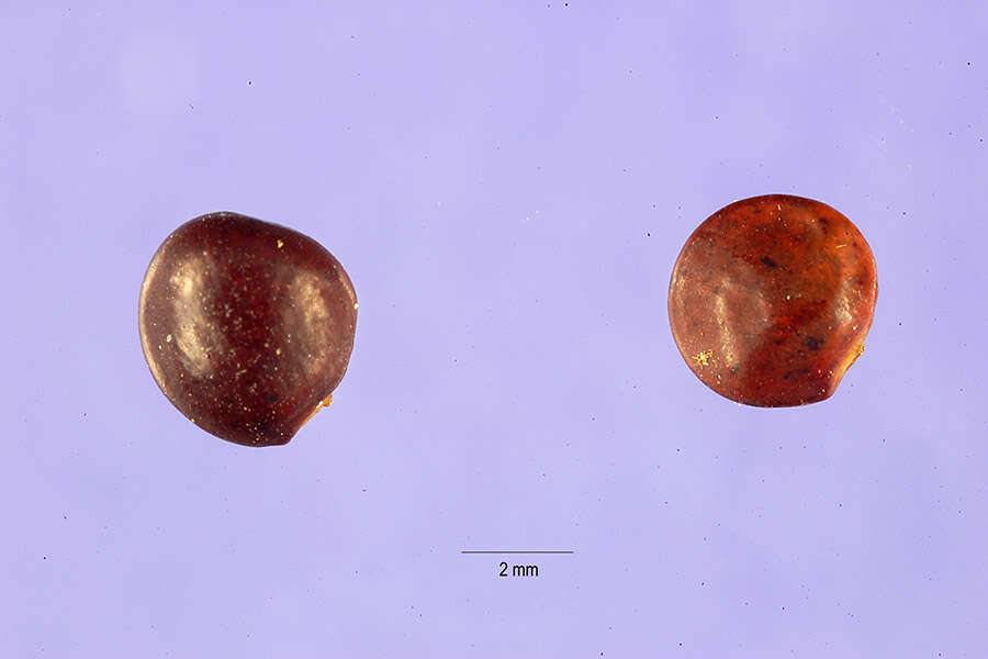 Слика од Rhynchosia tomentosa var. tomentosa