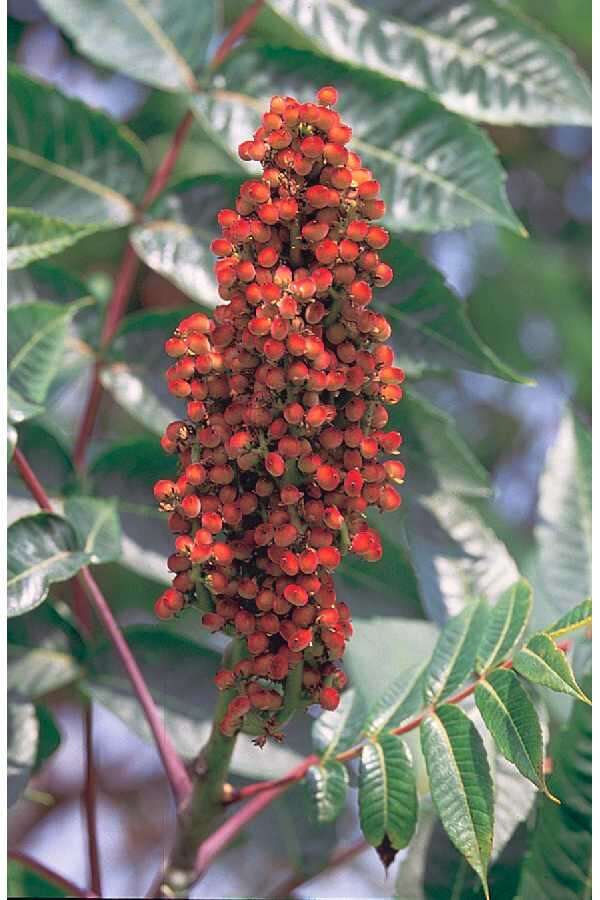 Image of smooth sumac