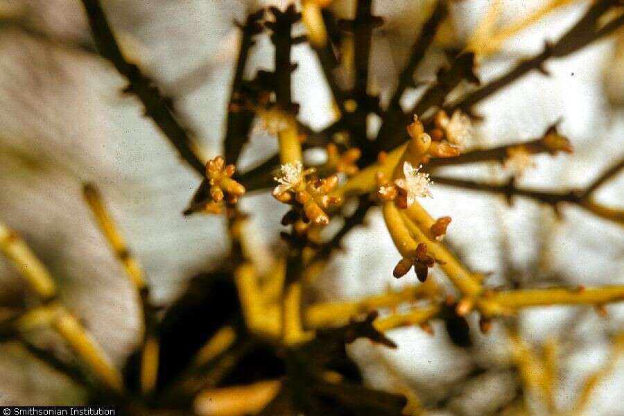 Image of mistletoe cacti