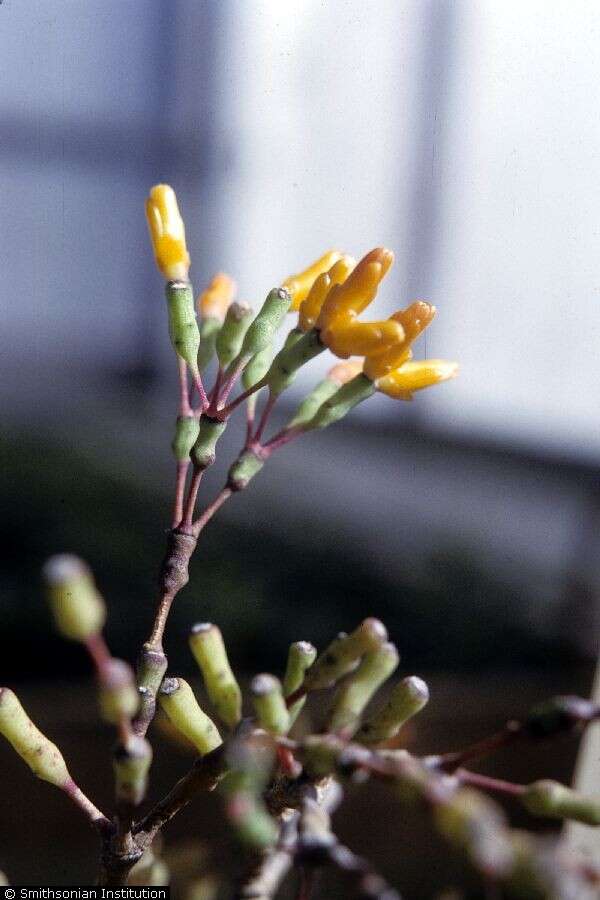 Image of mistletoe cacti