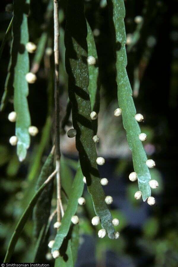 Image of mistletoe cacti