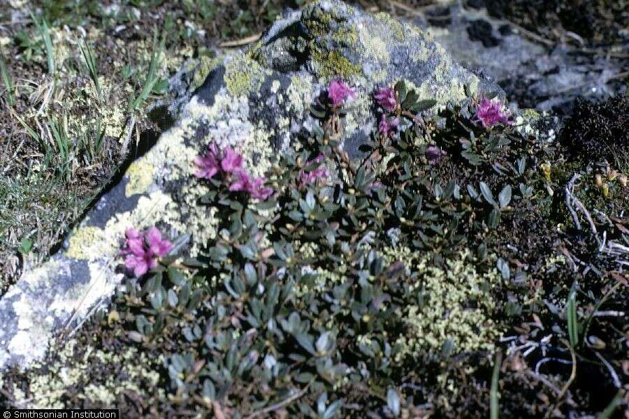 صورة Rhododendron lapponicum (L.) Wahlenb.