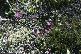 صورة Rhododendron lapponicum (L.) Wahlenb.