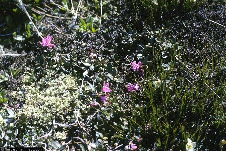 صورة Rhododendron lapponicum (L.) Wahlenb.