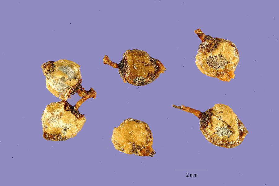 Image of laurel sumac