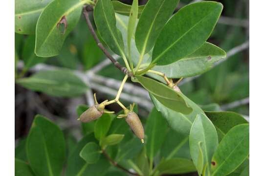 Image of red mangrove