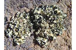 Image of rimmed navel lichen