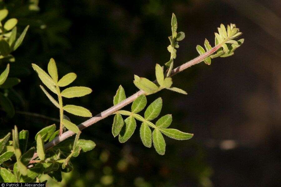 Image de Rhus microphylla Engelm.