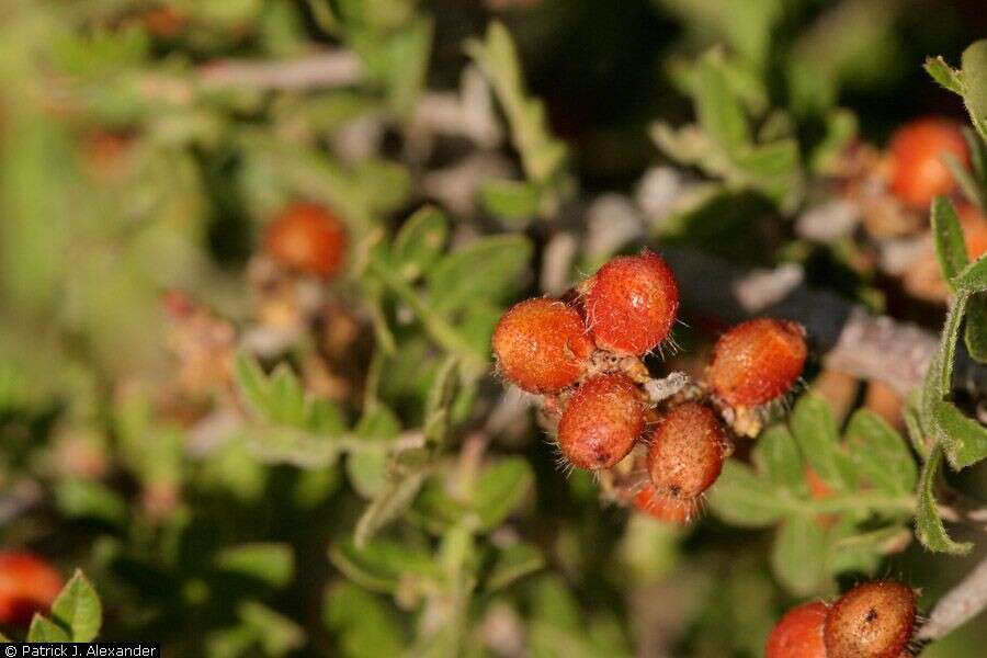 Image de Rhus microphylla Engelm.