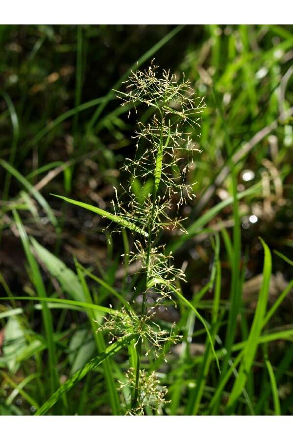 Image of Millet Beak Sedge