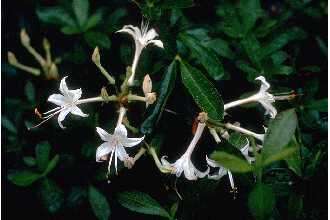 Image of Texas azalea