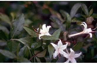 صورة Rhododendron oblongifolium (Small) Millais